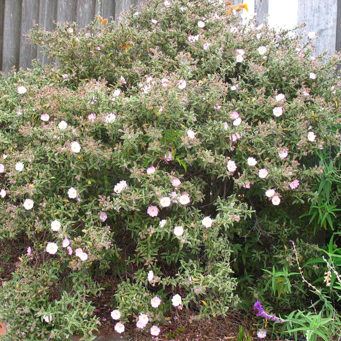 Promesse de Fleurs - Cistus skanbergii - Ciste Pot de 2L/3L - Image 1