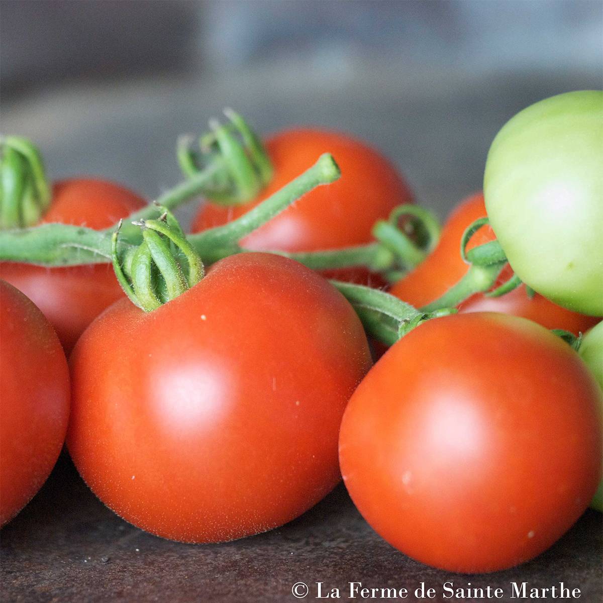 Tomate Casaque Rouge Bio - Ferme de Sainte Marthe le sachet de 50 graines environ