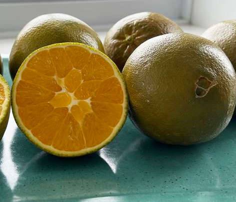 0 - Citrus sinensis var. Navel chocolate (oranger Fruit couleur chocolat très sucré) Pot de 9 litres -140/160 cm - Image 1