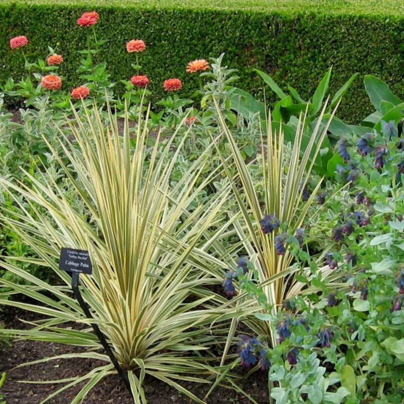 Cordyline australe Torbay Dazzler - Pot de 4L - 40/60 cm - Image 2