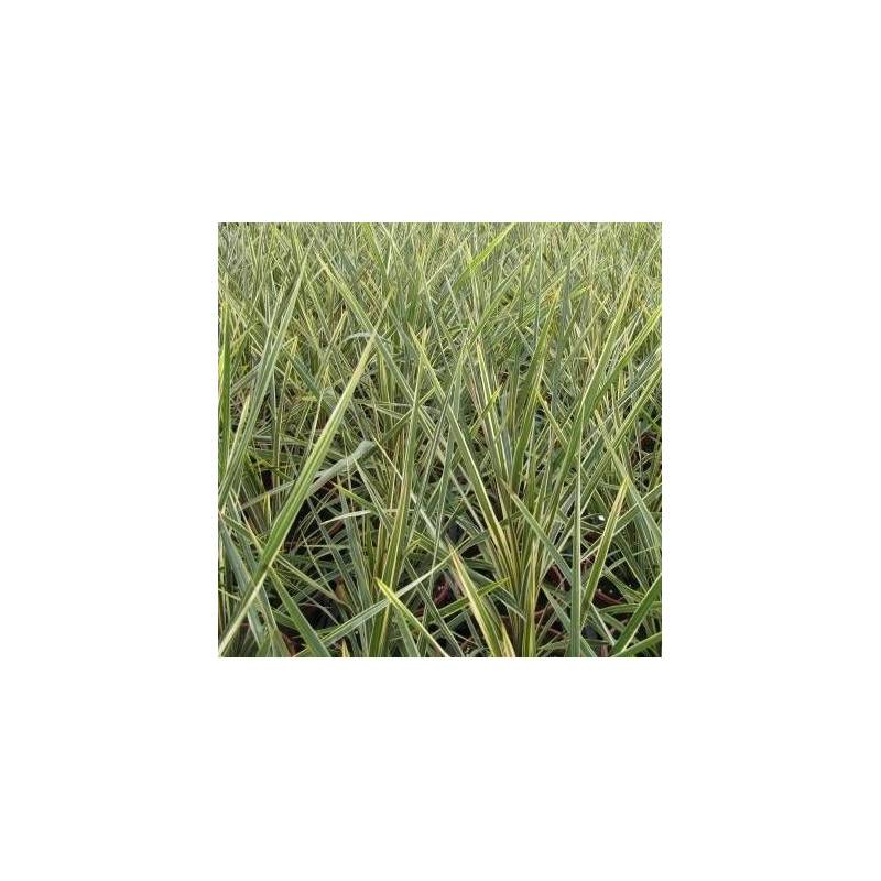 Cordyline australe Torbay Dazzler - Pot de 4L - 40/60 cm - Image 1