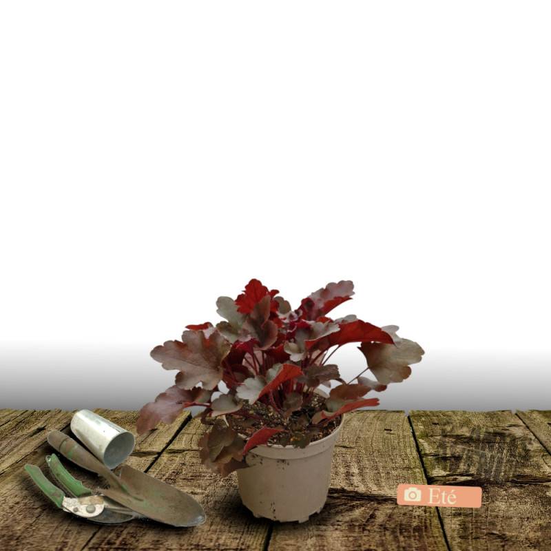 Heuchere Crimson Curl à fleurs Rose/Blanche - feuillage Persistant - Pot de 3L - 20/40 cm - Imagen 3