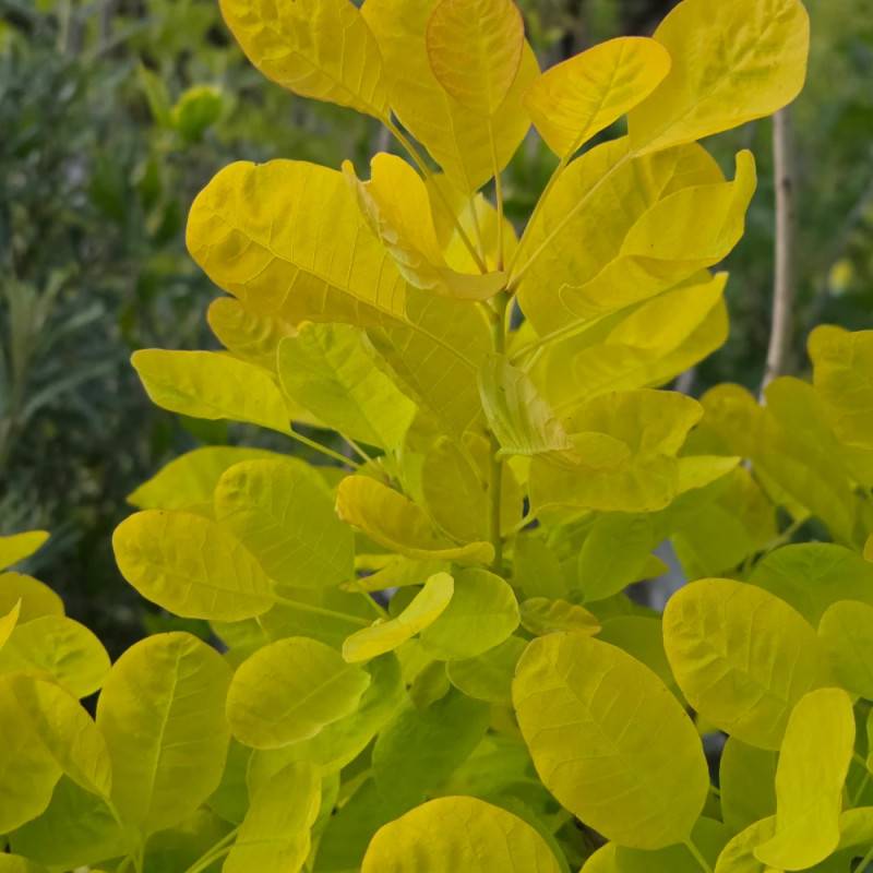 Arbre à perruque Doré Golden Lady® 'MINCOJAU3', Cotinus à fleurs Blanche - feuillage Caduc - Pot de 3L - 20/40 cm- hauteur à maturité De 2,50 m à 3, - Image 6