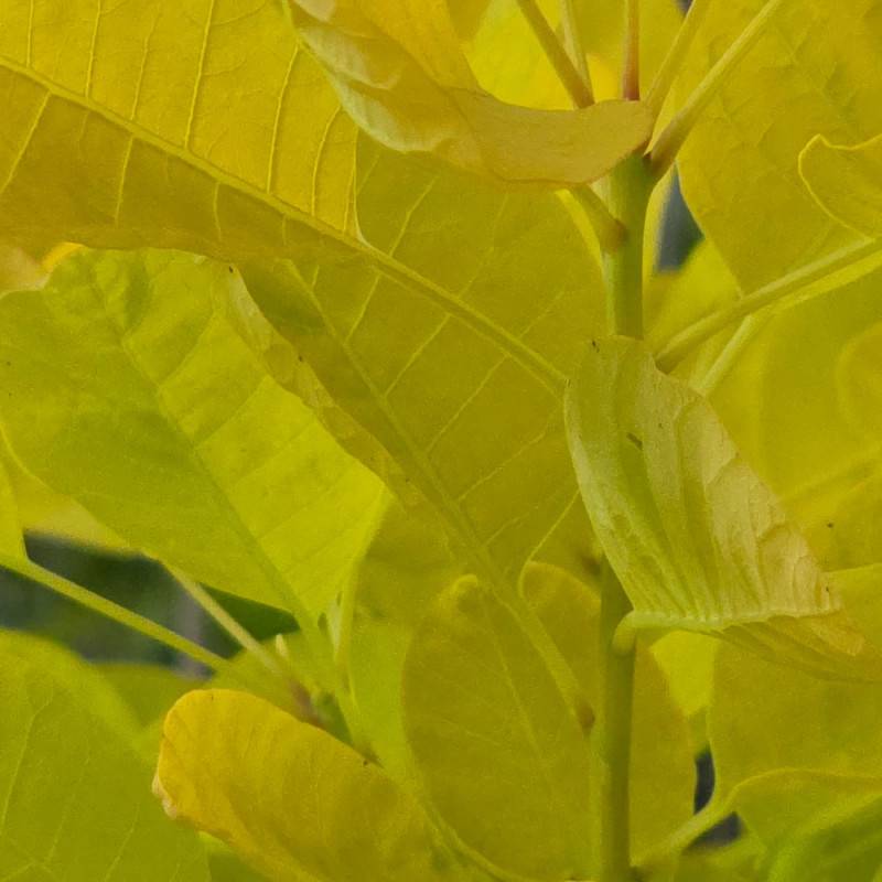 Arbre à perruque Doré Golden Lady® 'MINCOJAU3', Cotinus à fleurs Blanche - feuillage Caduc - Pot de 3L - 20/40 cm- hauteur à maturité De 2,50 m à 3, - Image 5