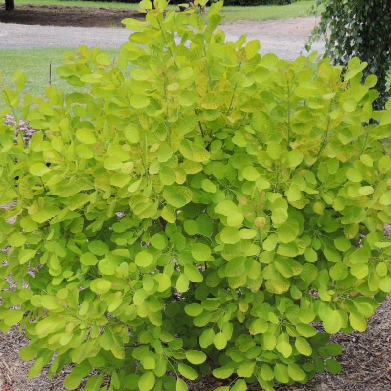 Arbre à perruque Doré  Golden Lady® 'MINCOJAU3', Cotinus à fleurs Blanche - feuillage Caduc - Pot de 3L - 20/40 cm-  hauteur à maturité De 2,50 m à 3, - Image 1
