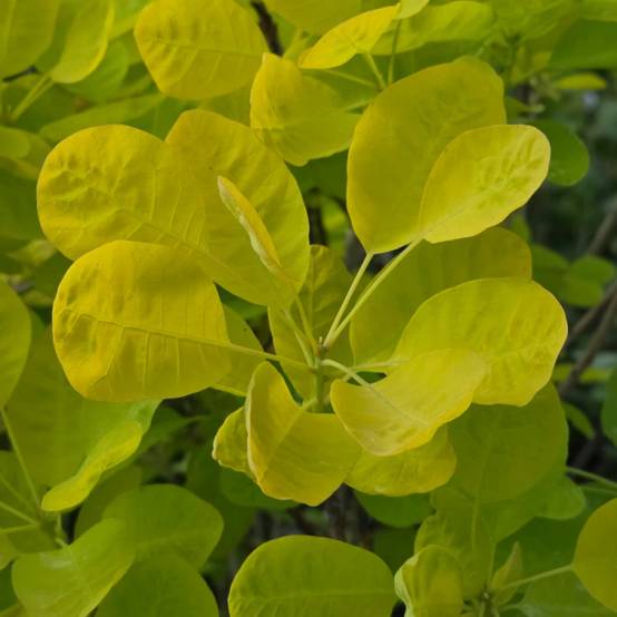 Arbre à perruque Doré Golden Lady® 'MINCOJAU3', Cotinus à fleurs Blanche - feuillage Caduc - Pot de 3L - 20/40 cm- hauteur à maturité De 2,50 m à 3, - Image 7