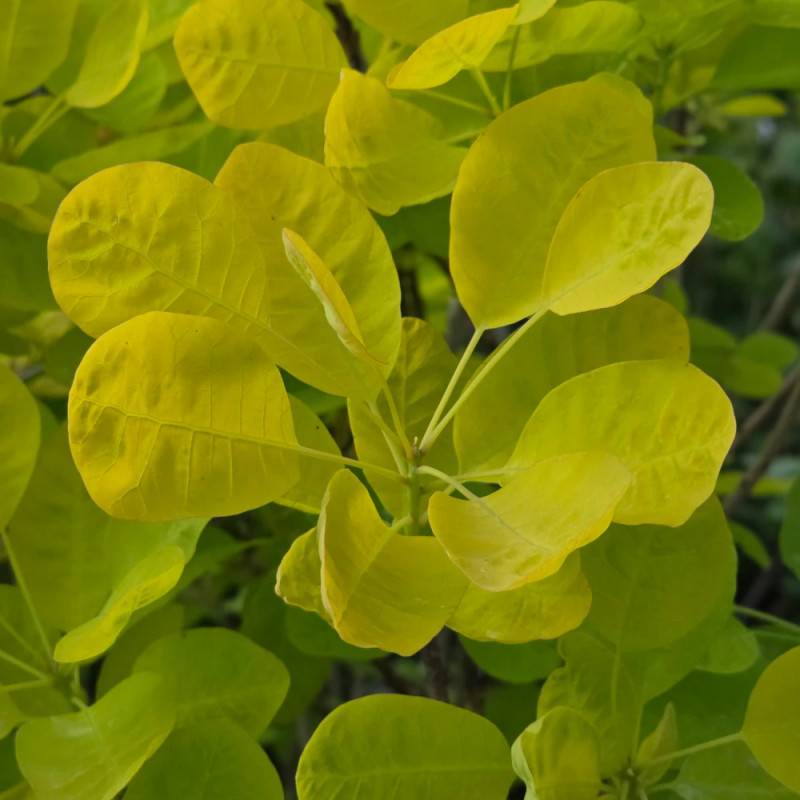 Arbre à perruque Doré  Golden Lady® 'MINCOJAU3', Cotinus à fleurs Blanche - feuillage Caduc - Pot de 3L - 20/40 cm-  hauteur à maturité De 2,50 m à 3, - Image 7