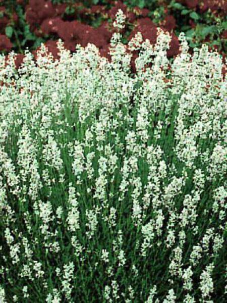 Lavande vraie - Lavandula angustifolia Alba Pot de 2L/3L
