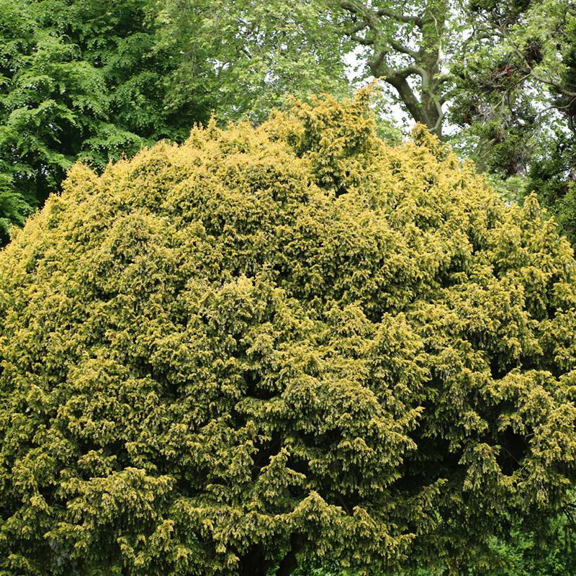 Taxus baccata Elegantissima - If commun Pot de 3L/4L