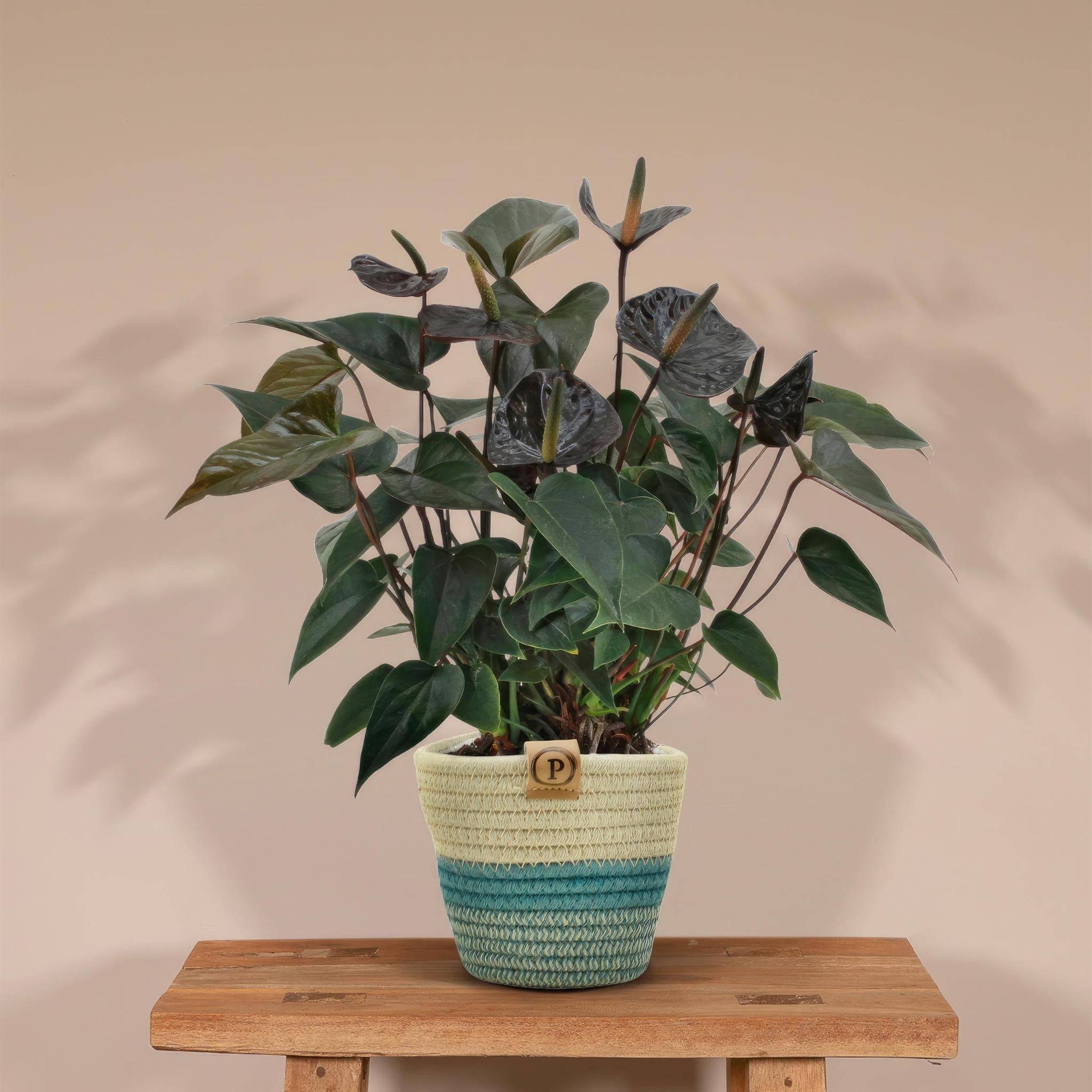 La Green Touch - Anthurium andreanum Black Love et son pot- La Green Touch Panier - Hauteur 45cm - Imagen 2