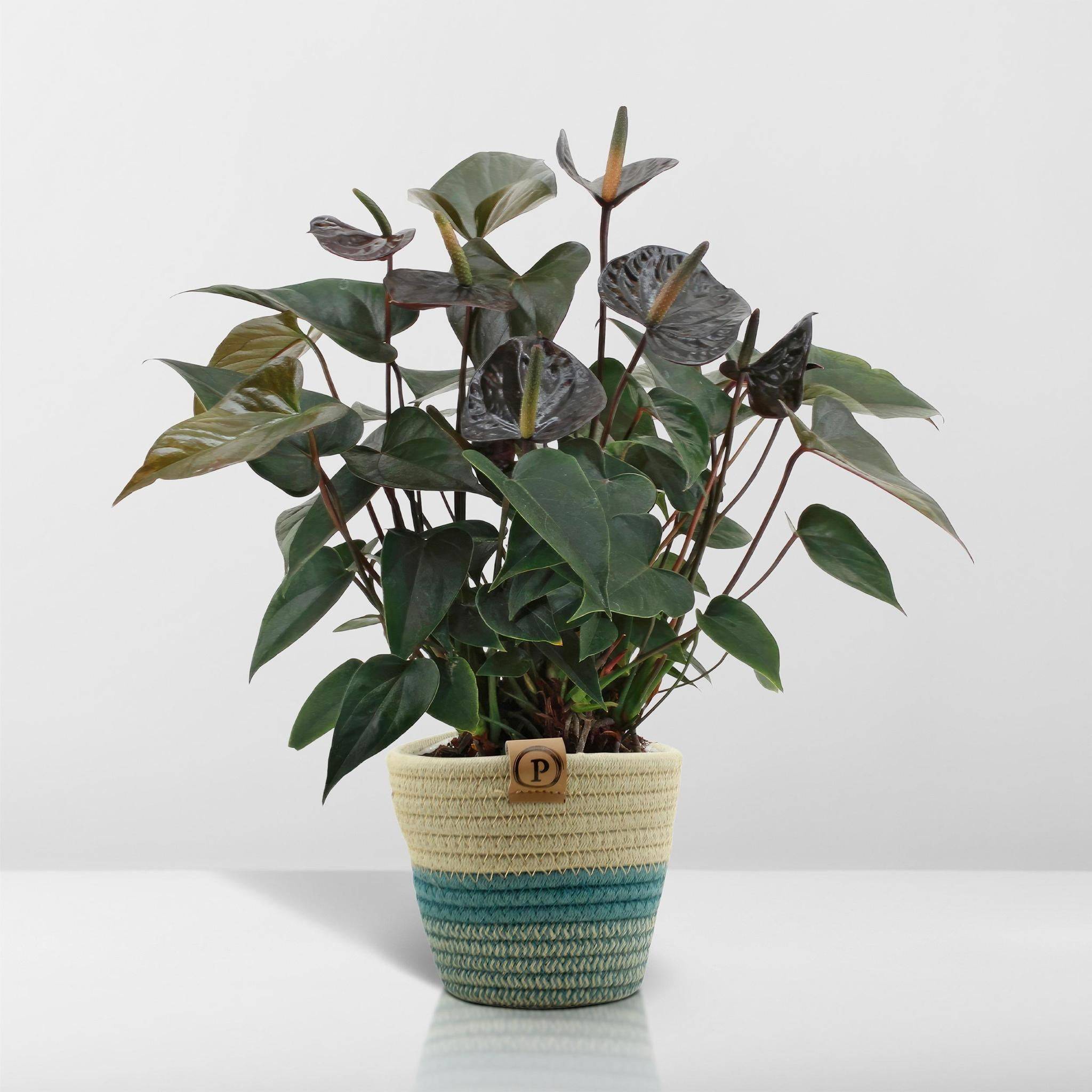 La Green Touch - Anthurium andreanum Black Love et son pot- La Green Touch Panier - Hauteur 45cm - Imagen 6