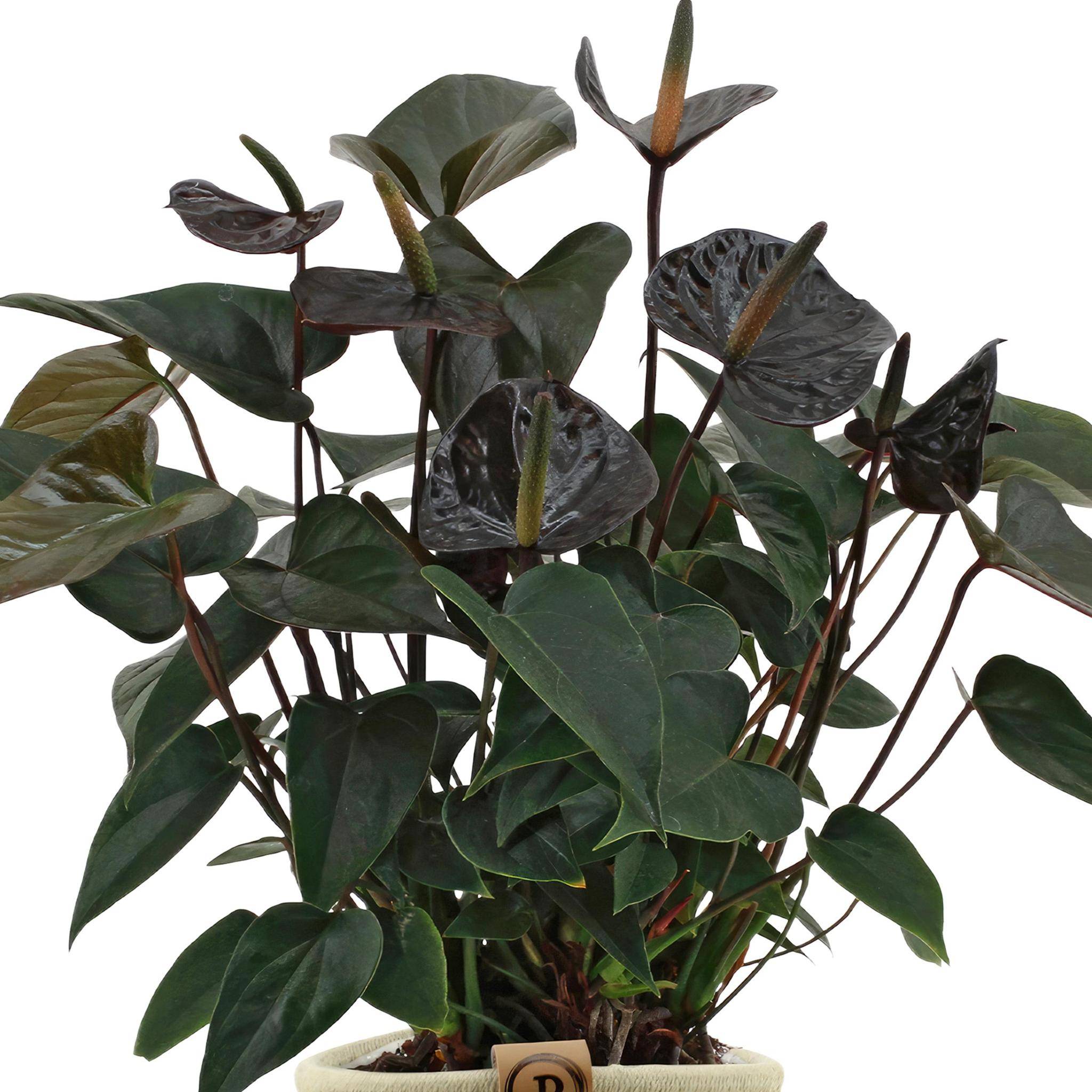 La Green Touch - Anthurium andreanum Black Love et son pot- La Green Touch Panier - Hauteur 45cm - Imagen 3