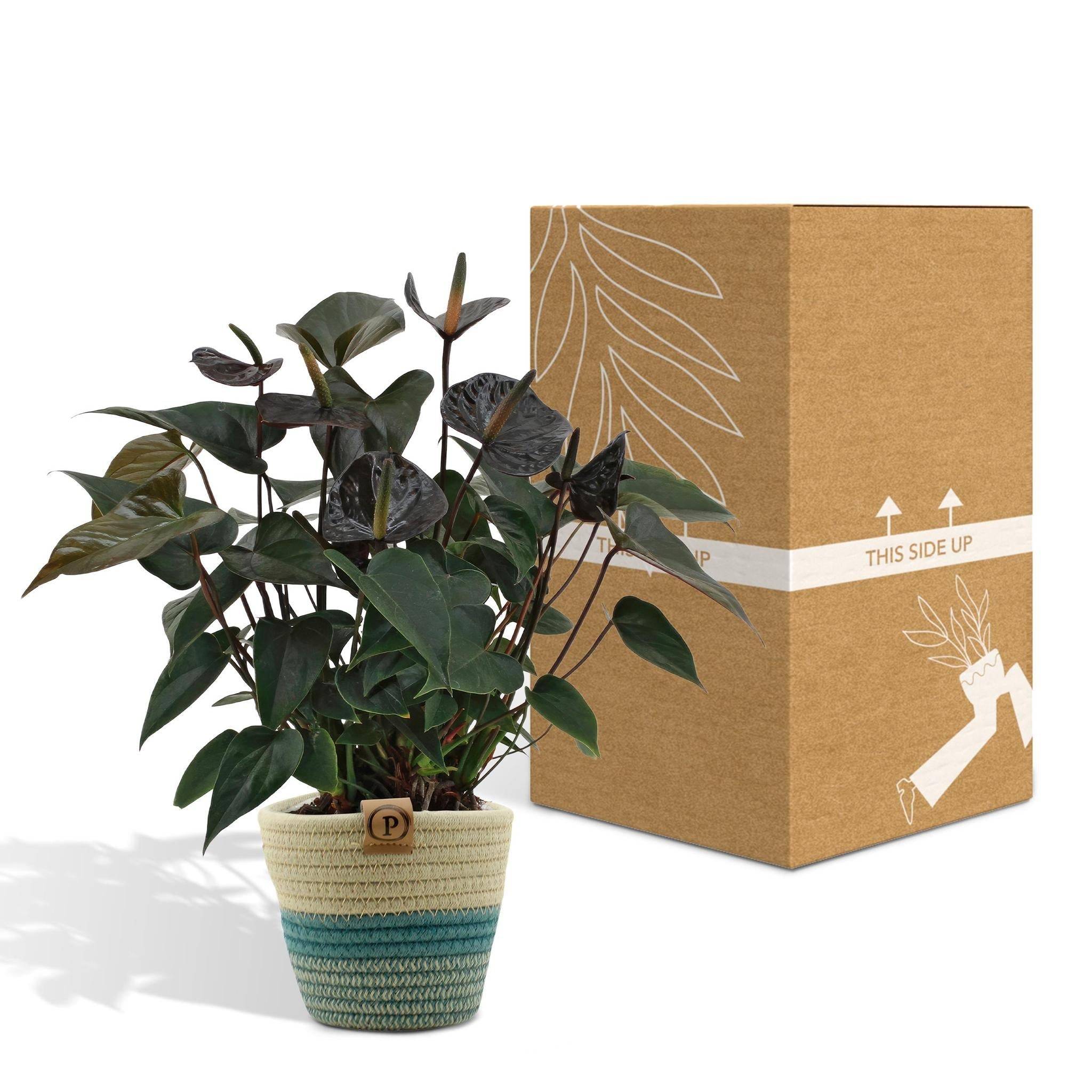 La Green Touch - Anthurium andreanum Black Love et son pot- La Green Touch Panier - Hauteur 45cm - Imagen 5