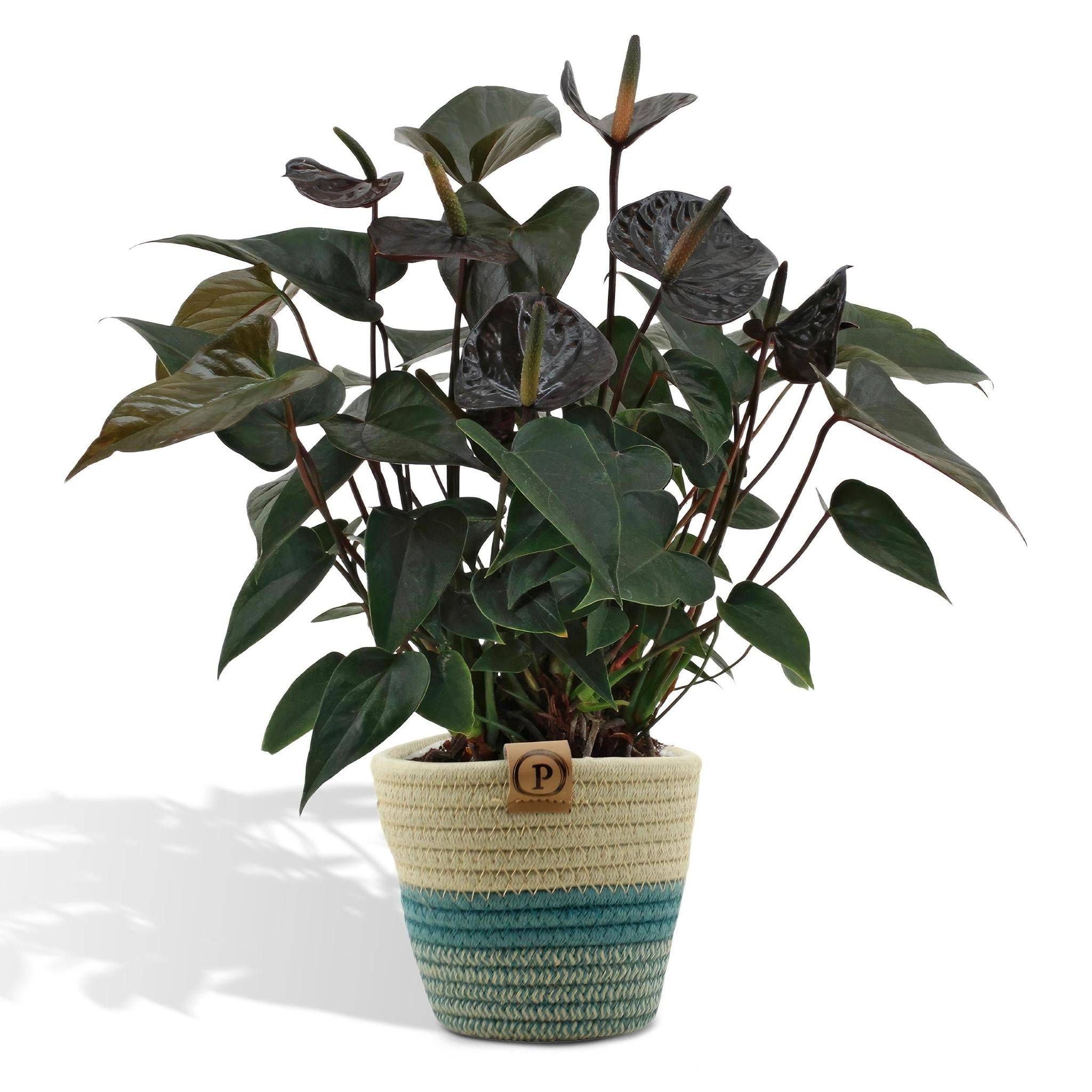 La Green Touch - Anthurium andreanum Black Love et son pot- La Green Touch Panier - Hauteur 45cm - Imagen 1