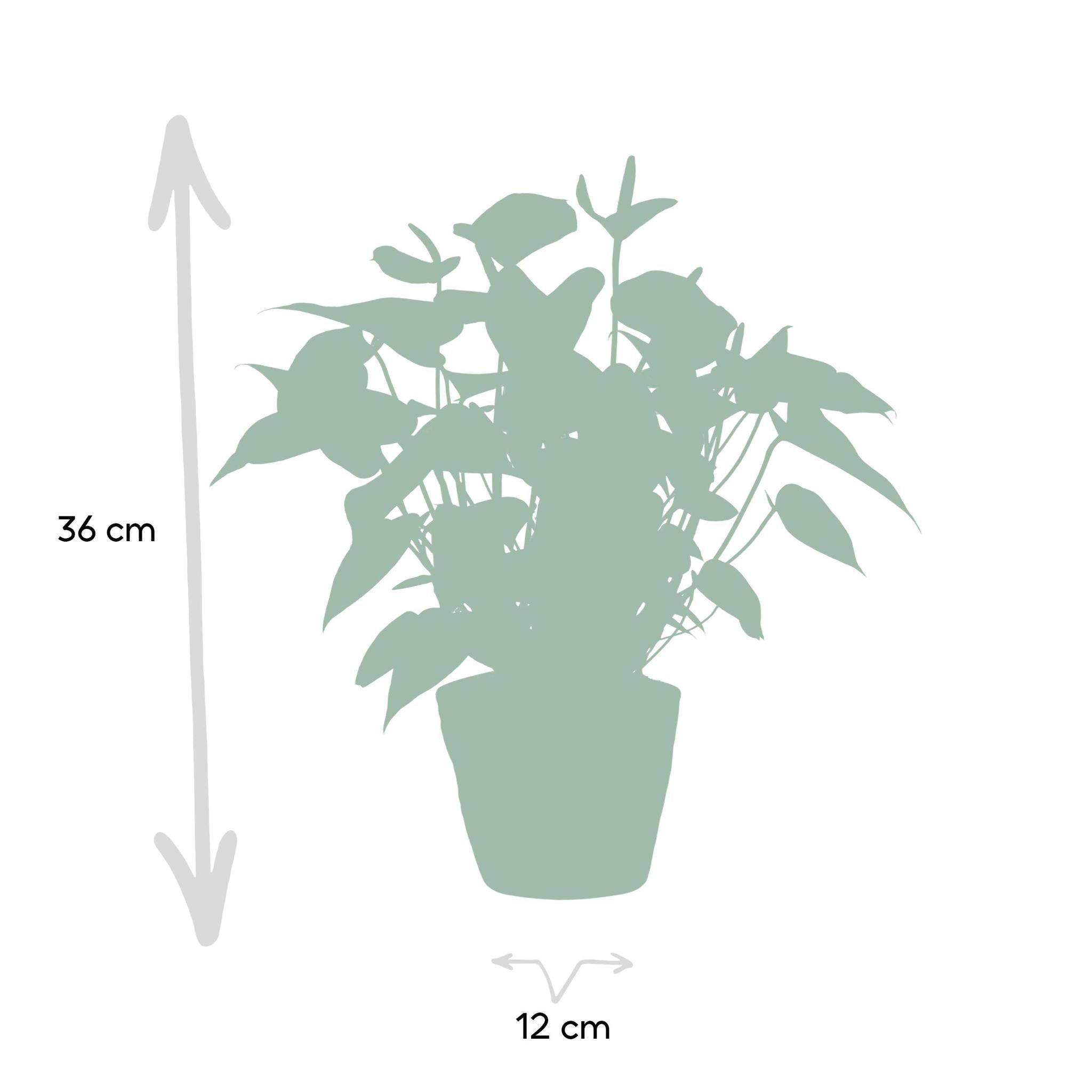 La Green Touch - Anthurium andreanum Black Love et son pot- La Green Touch Panier - Hauteur 45cm - Imagen 4