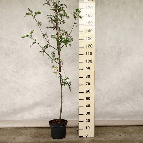 Promesse de Fleurs - Sorbus scalaris - Sorbier à feuilles de fougère Pot de 7,5L/10L - Image 2