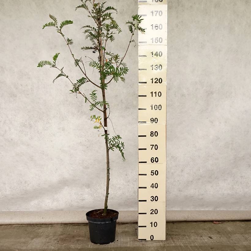 Promesse de Fleurs - Sorbus scalaris - Sorbier à feuilles de fougère Pot de 7,5L/10L - Image 2