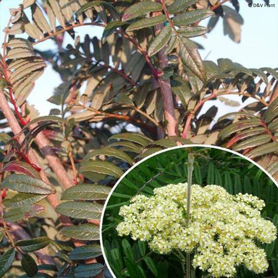 Promesse de Fleurs - Sorbus scalaris - Sorbier à feuilles de fougère Pot de 7,5L/10L - Image 1