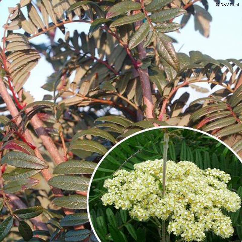 Promesse de Fleurs - Sorbus scalaris - Sorbier à feuilles de fougère Pot de 7,5L/10L - Image 1