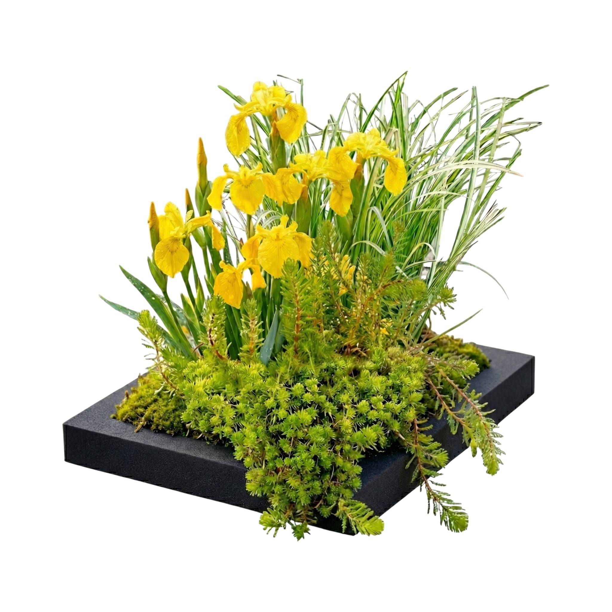 0 - Île Filtrante pour Bassin 25x25 cm - Set Complet avec 4 Plantes - Image 1