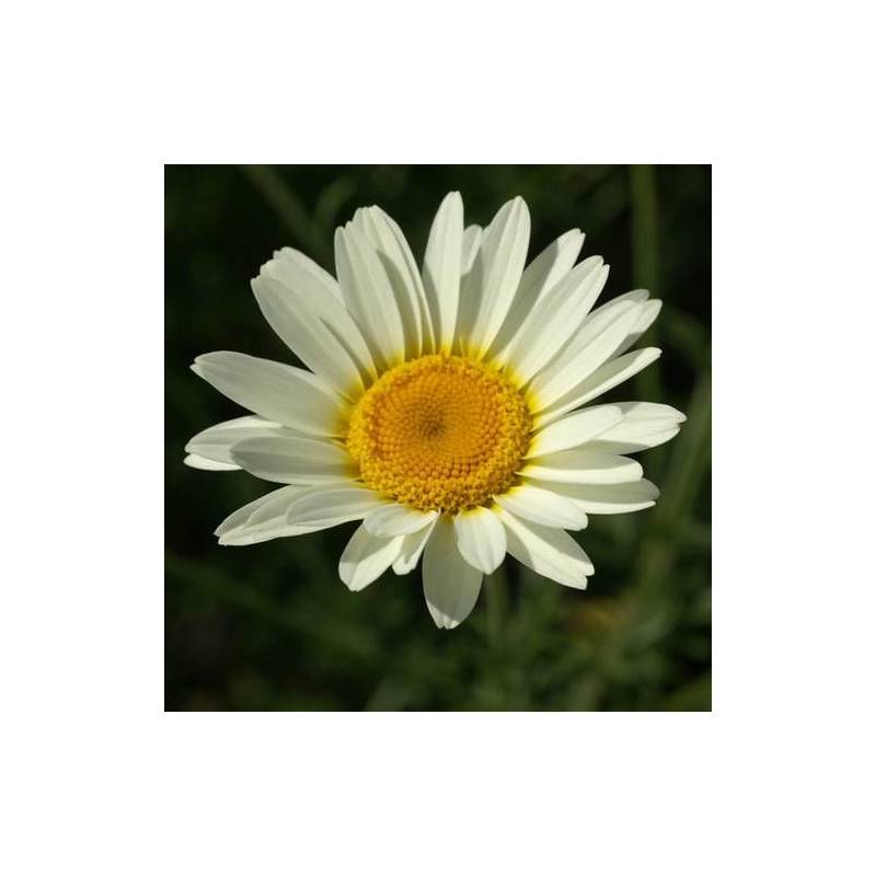 Anthémis des teinturiers Sauce Hollandaise à fleurs Blanche - feuillage Semi-Persistant - Godet - 5/20 cm-  hauteur à maturité De 0,15 m à 0,50 m - Image 1
