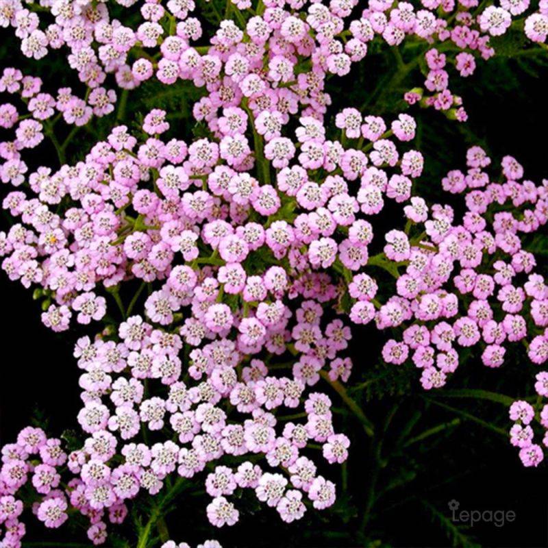 3 Achillées Millefeuille 'Lilac Beauty' (Achillea Millefolium) - Lot de 3 vivaces - Pépinières Naudet - Imagen 1
