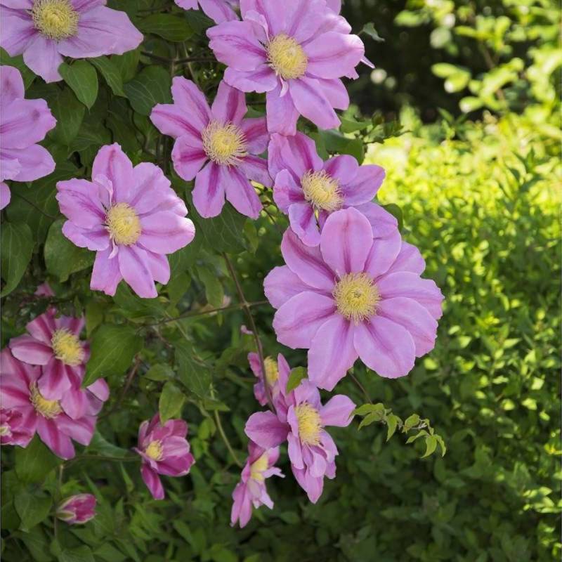 Clématite Pink Beauty à fleurs Rose - feuillage Caduc - Pot de 3L - Echelle bambou 60/120 cm-  hauteur à maturité De 1,50 m à 2,00 m - Imagen 5