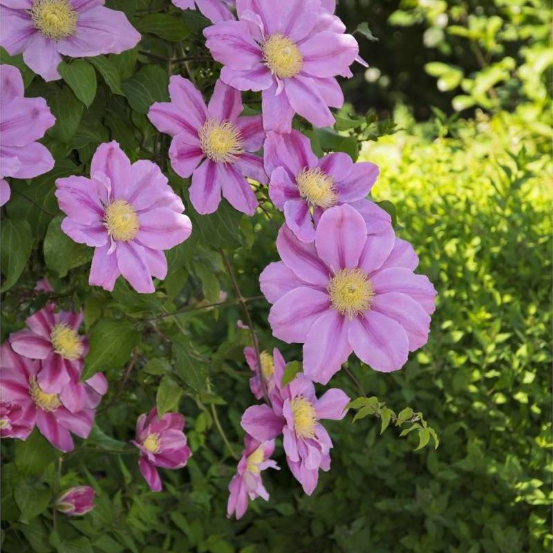 Clématite Pink Beauty à fleurs Rose - feuillage Caduc - Pot de 3L - Echelle bambou 60/120 cm- hauteur à maturité De 1,50 m à 2,00 m - Image 1