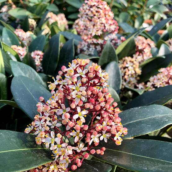 Promesse de Fleurs - Skimmia japonica Rubella Pot de 12 cm / 13 cm - Image 1