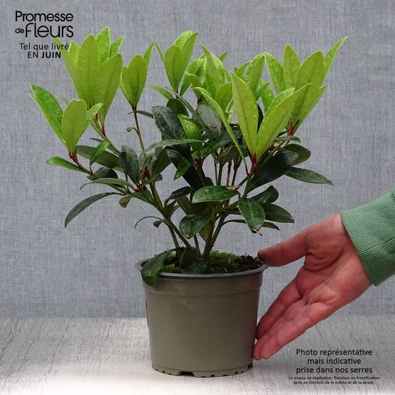Promesse de Fleurs - Skimmia japonica Rubella Pot de 12 cm / 13 cm - Image 2
