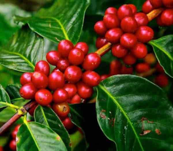 Sans Marque - Coffea arabica (caféier) Couleur floraison:Blanc - Taille:Pot de 2 litres ? 20/30 cm - Imagen 1