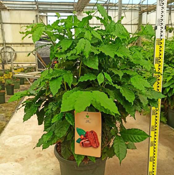 Sans Marque - Coffea arabica (caféier) Couleur floraison:Blanc - Taille:Pot de 2 litres ? 20/30 cm - Imagen 4