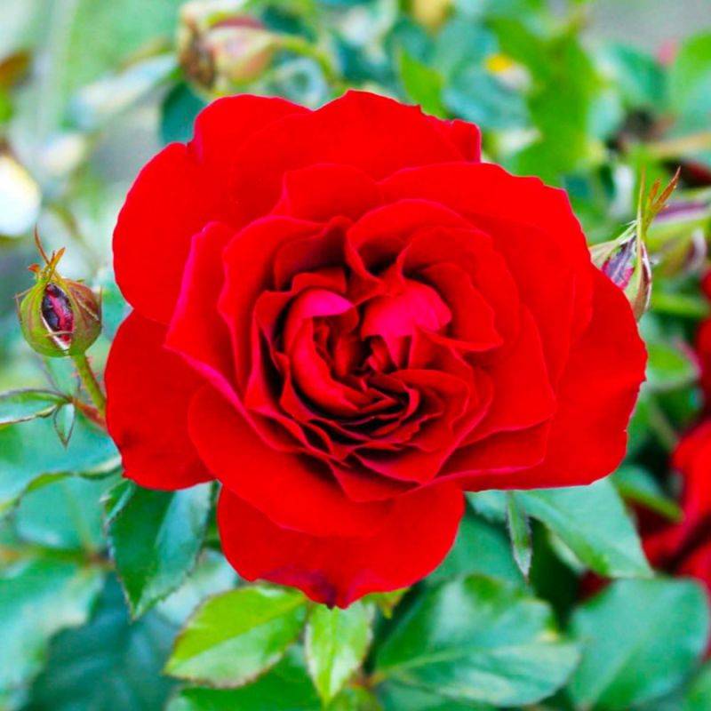 Rosier 'La Sevillana' - Conteneur 3L - Pépinières Naudet - Image 1