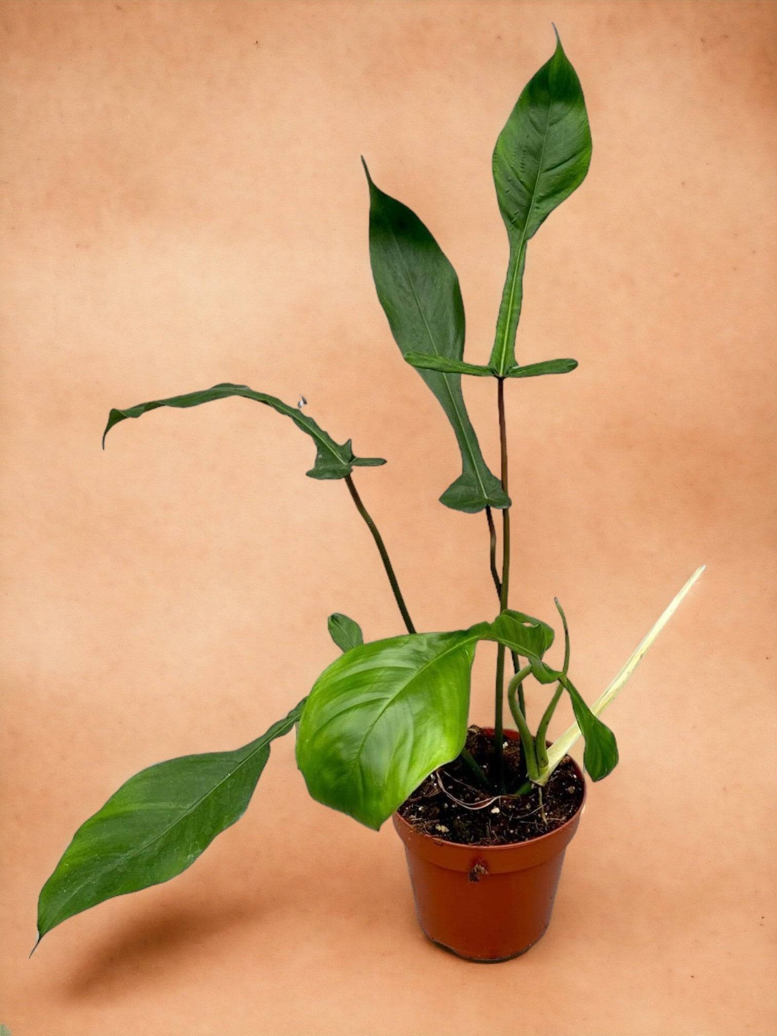 Philodendron Joepii- La Green Touch