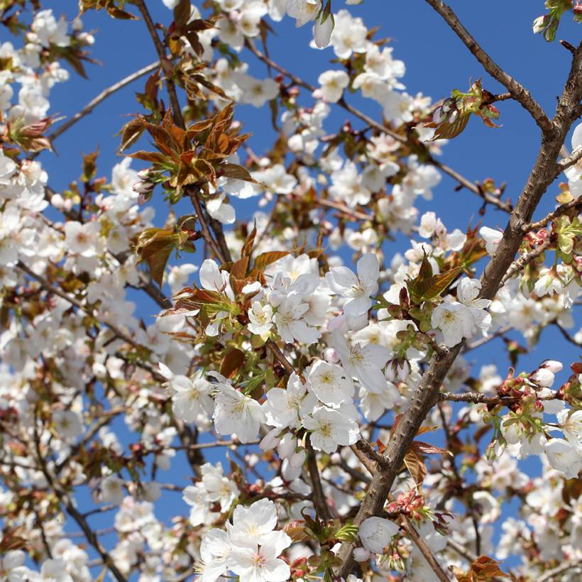 Promesse de Fleurs - Cerisier à fleurs - Prunus serrulata Tai-haku Pot de 4L/5L