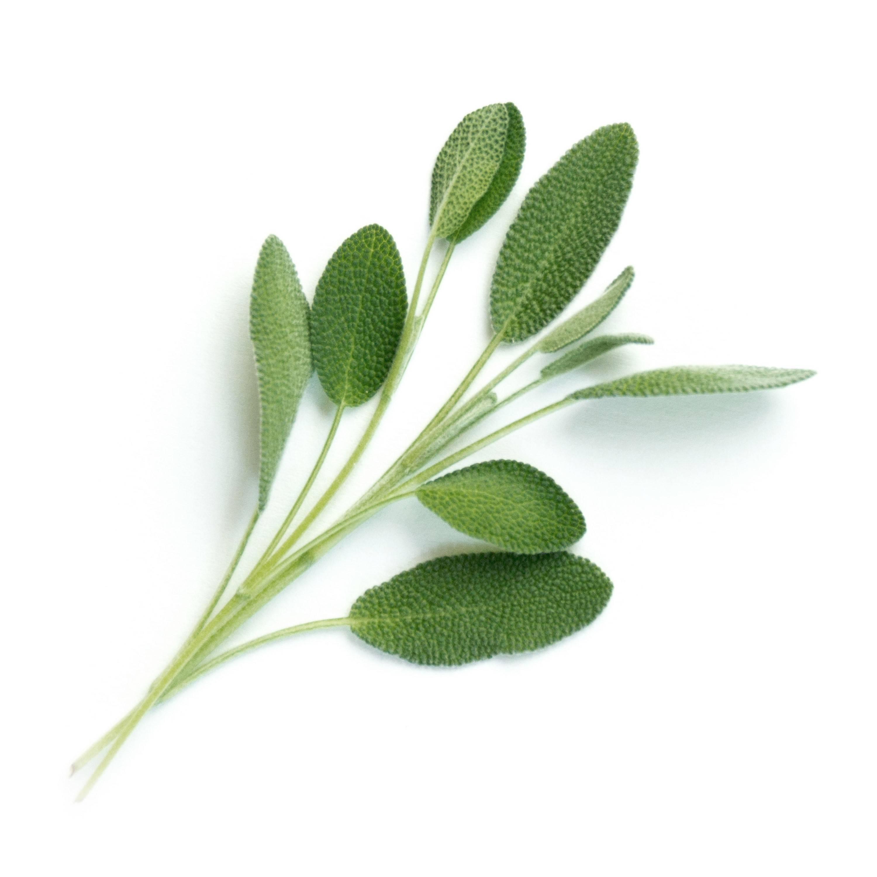 Veritable - Lingot Sauge BIO - Recharge prête à l'emploi - Véritable - Imagen 2