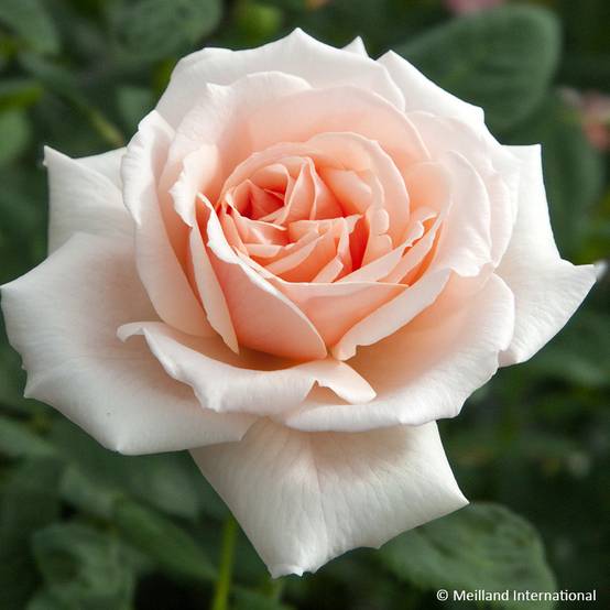 Promesse de Fleurs - Rosier à grandes fleurs Donatella Pot de 4L/5L