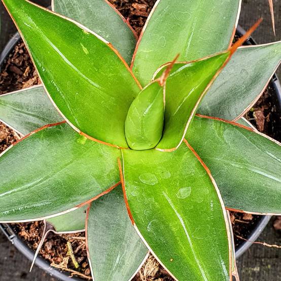 Promesse de Fleurs - Agave impressa Impressive Godet de 8/9 cm