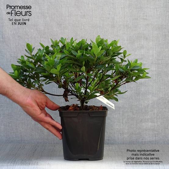 Azalée du Japon White Prince - Rhododendron hybride Pot de 2L/3L - Image 2