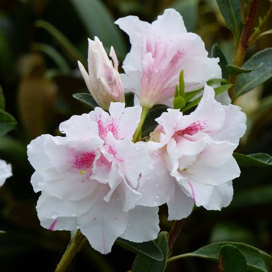 Azalée du Japon White Prince - Rhododendron hybride Pot de 2L/3L - Image 1