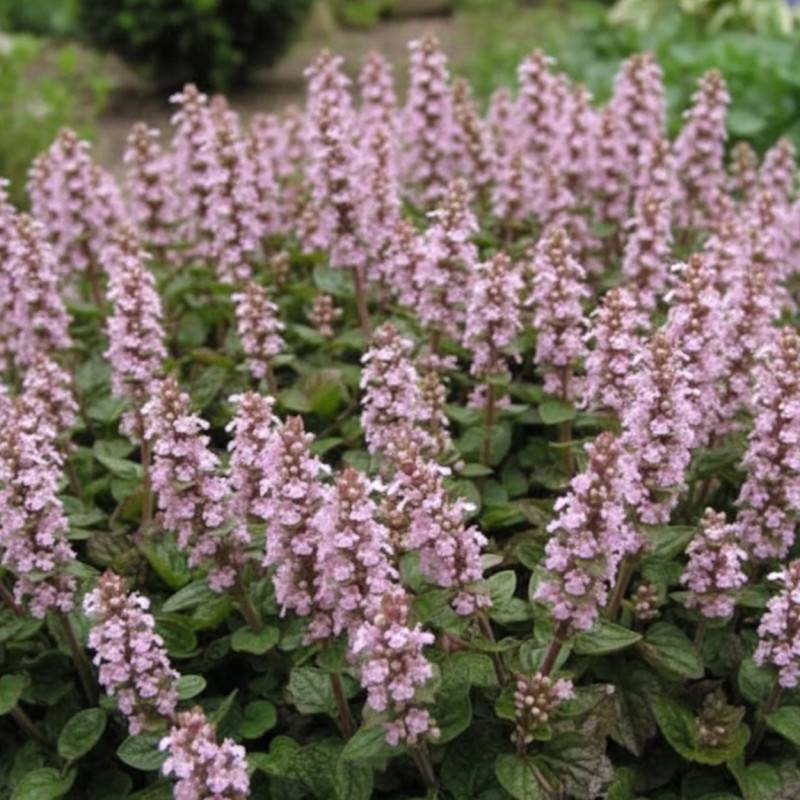Bugle rampante Rose, Ajuga à fleurs Rose/ - feuillage Persistant - Godet - 5/20 cm - Imagen 1
