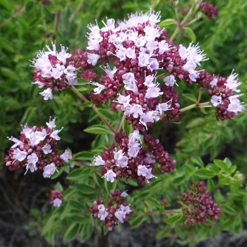 Origan rose à fleurs Rose - feuillage Caduc - Godet - 5/20 cm-  hauteur à maturité De 0,15 m à 0,50 m