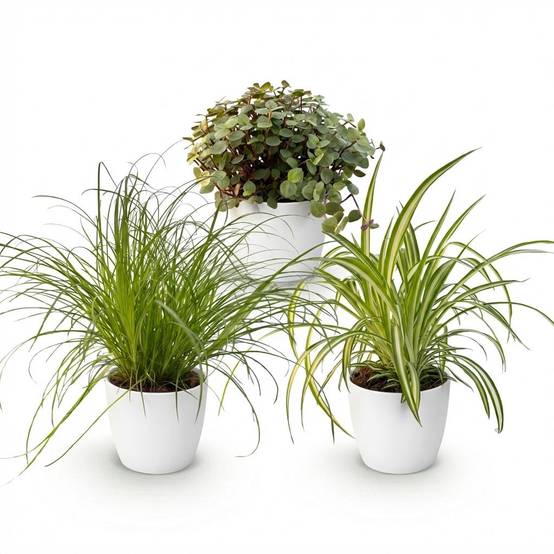 Cyperus - Calissia - Chlorophytum - Pet-friendly - Pot de 12cm - Hauteur 20cm - Blanc - Plantes d'intérieur - Image 2