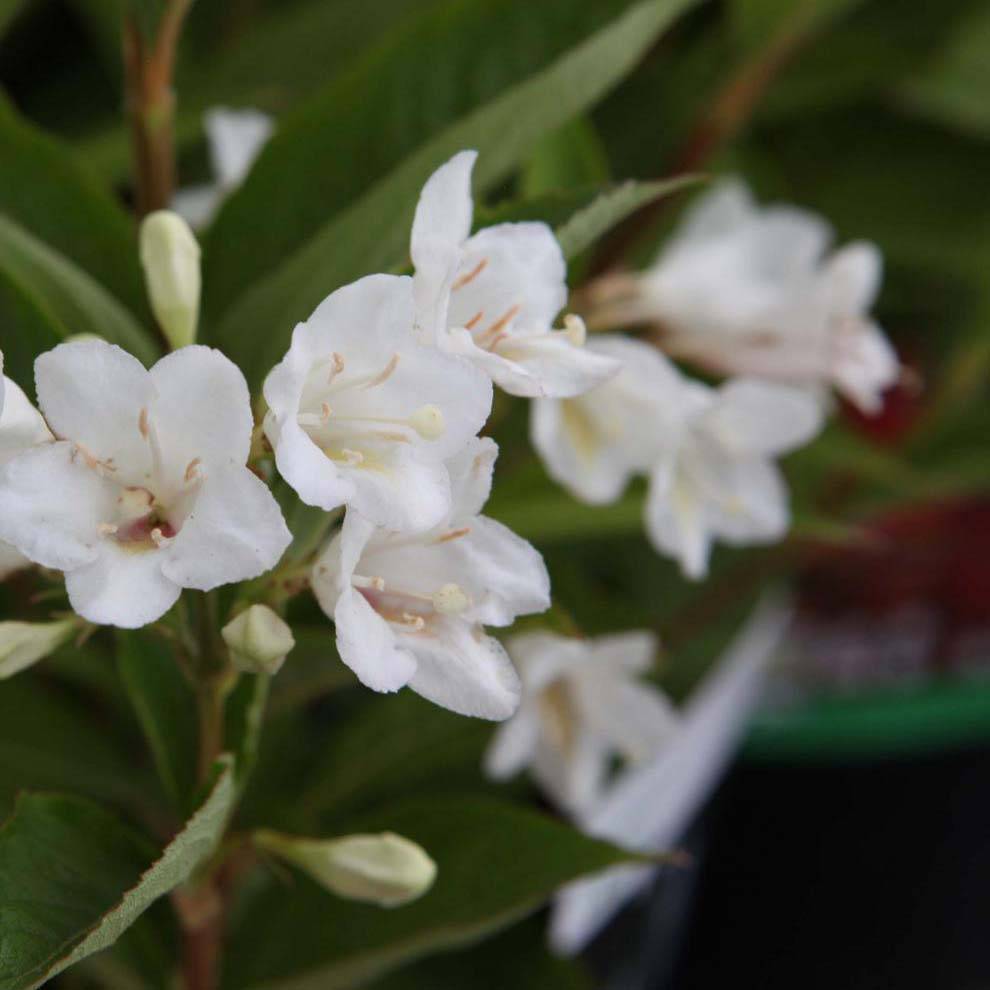 Promesse de Fleurs - Weigela Candida - Weigélia Godet de 8/9 cm - Image 1