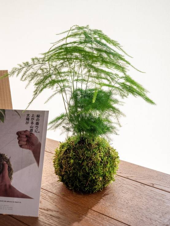 Kit Kokedama - Asparagus- La Green Touch - Image 1