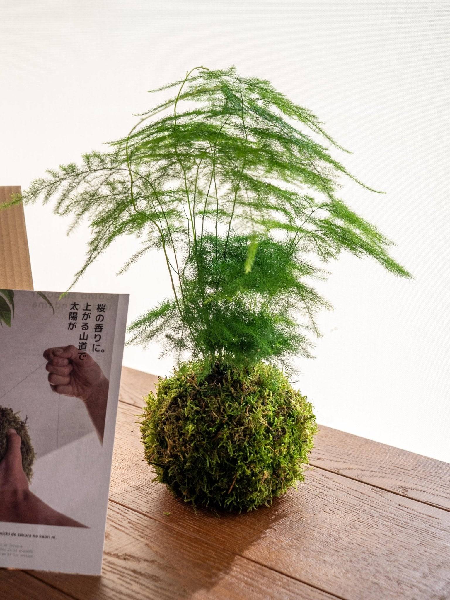 Kit Kokedama - Asparagus- La Green Touch