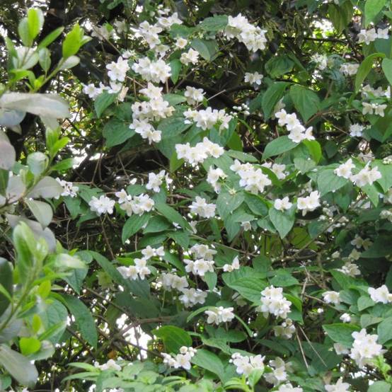 Seringat des jardins virginal, Philadelphus à fleurs Blanche - feuillage Caduc - Pot de 4L - 40/60 cm- hauteur à maturité De 1,00 m à 1,50 m - Image 2