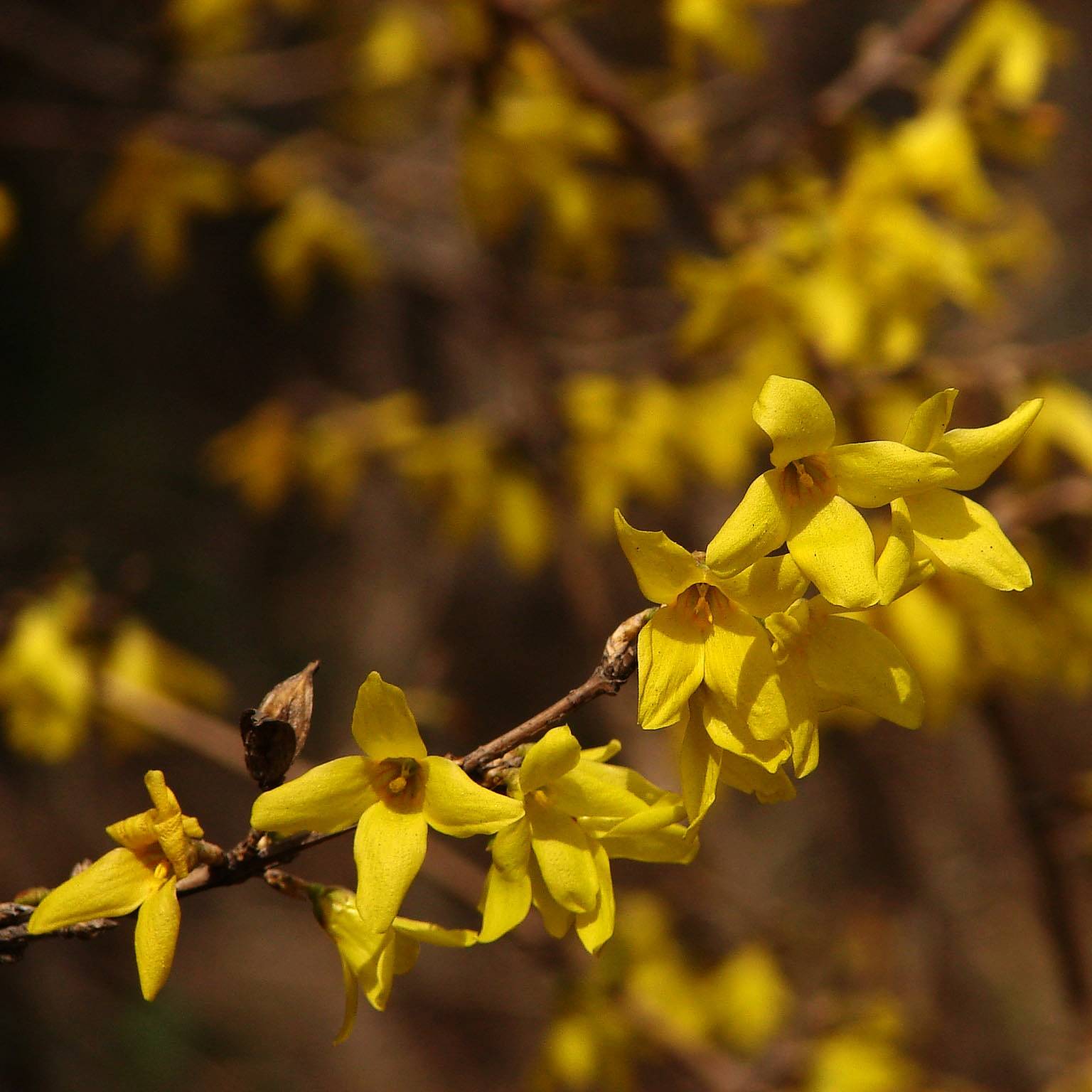 Promesse de Fleurs - Forsythia koreana Kumsun - Forsythia de Corée -  Pot de 3L/4L