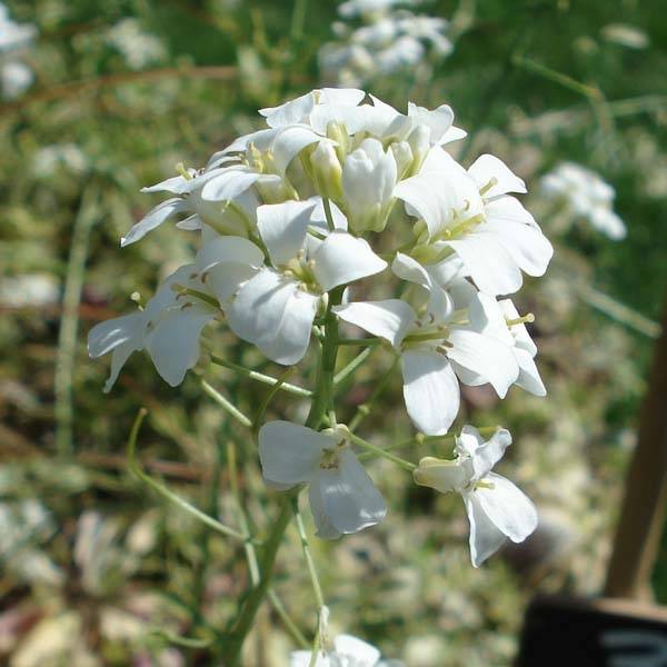 Arabis ferdinandi coburgii Old Gold - Arabette panachée jaune - Corbeille d'argent Godet de 8/9 cm