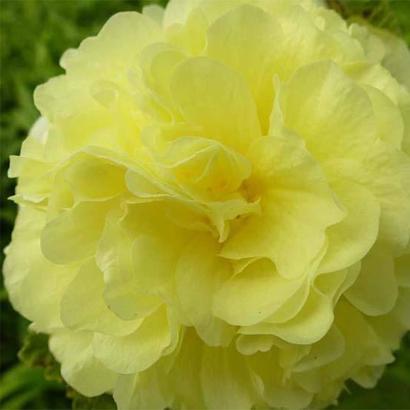 Rose trémière - Alcea rosea Chater's Double Jaune Godet de 7/8 cm